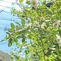 シャラ             夏の花         下草はユキノシタなどの日陰植物のみ